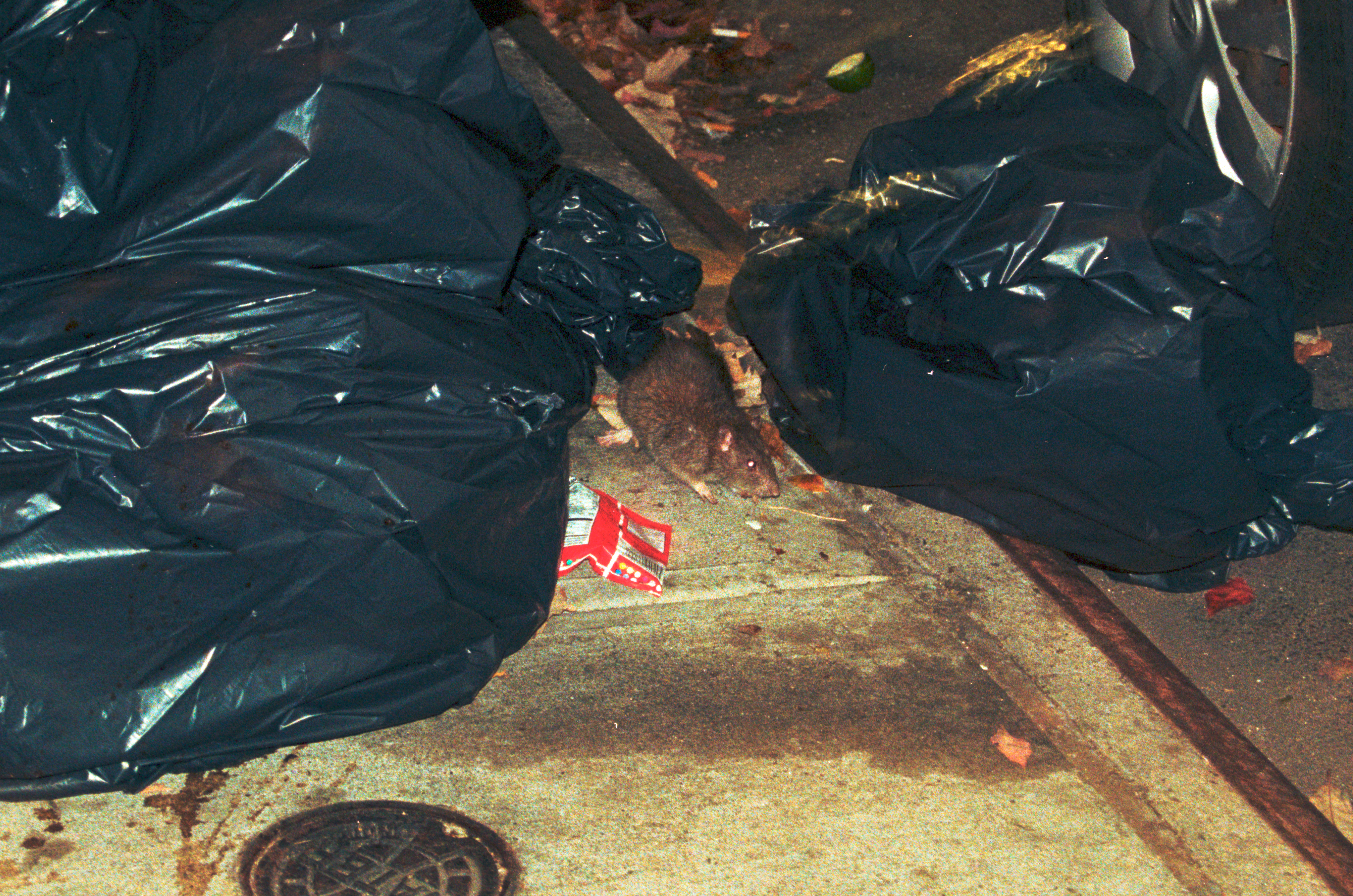 Rat, underneath some garbage bags, eyes glowing red