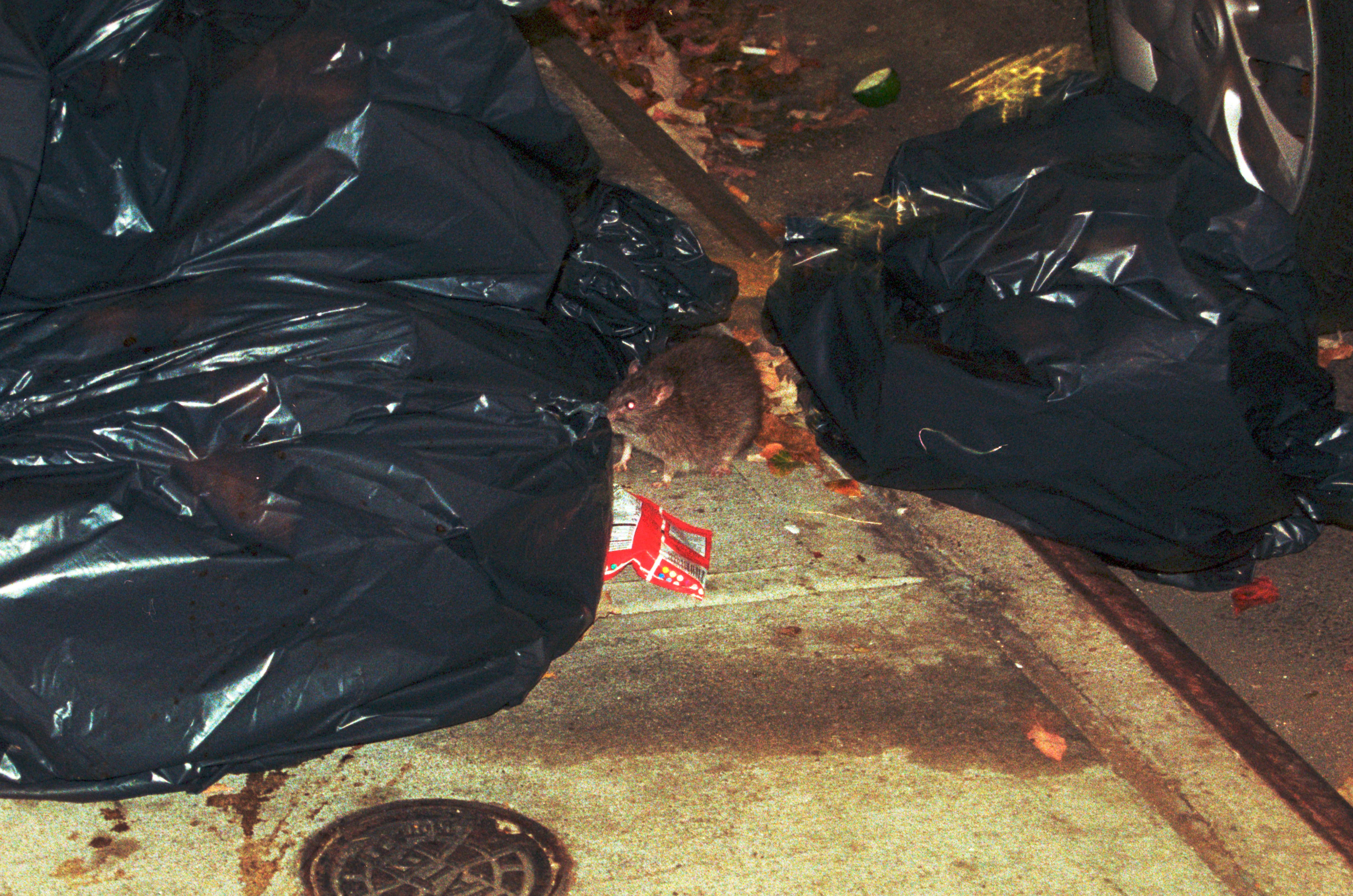 Rat, underneath some garbage bags, eyes glowing red