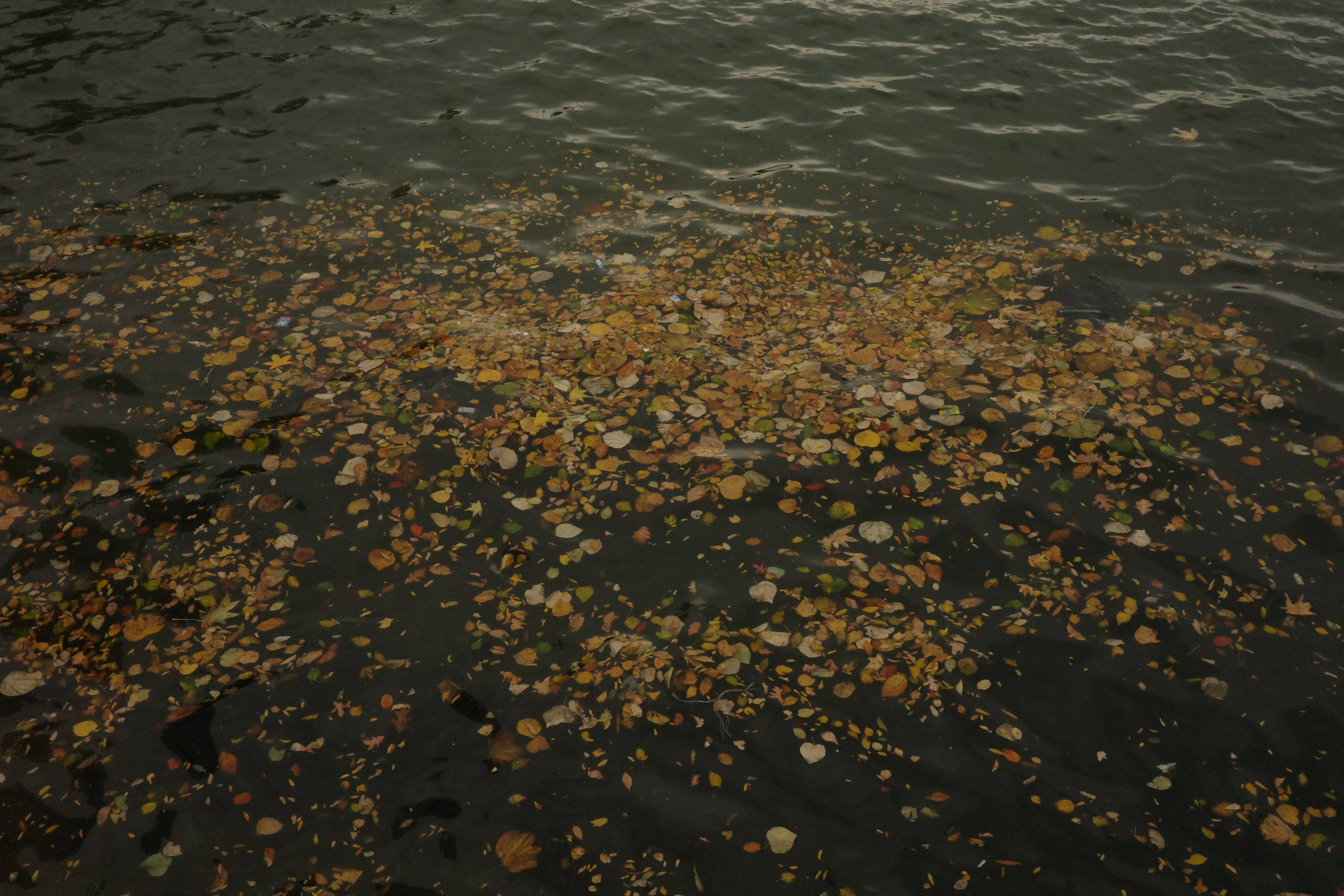 Picture of some leaves in dark water