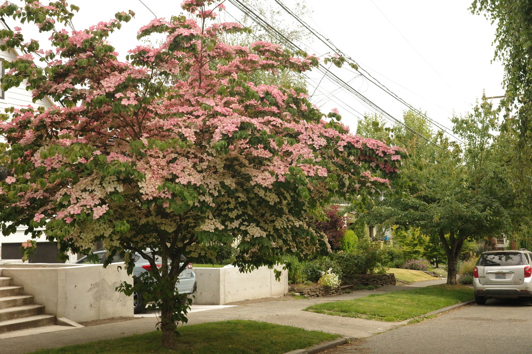 Dogwood tree, nearing the end of its bloom
