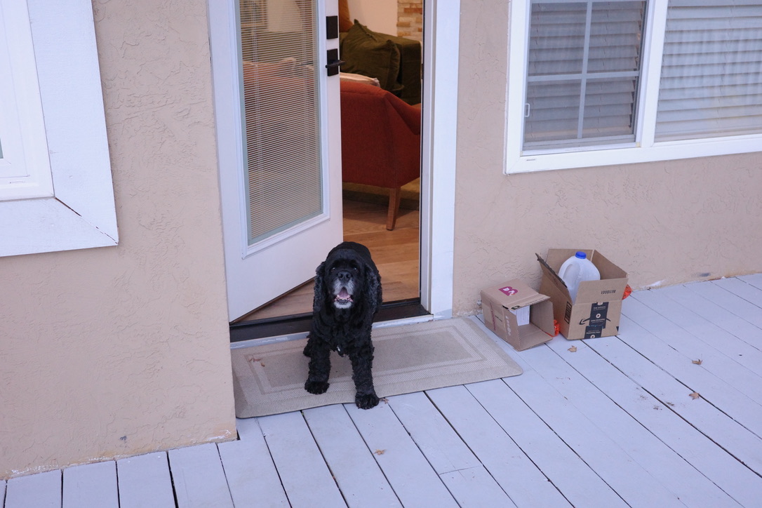 My dog in the backyard