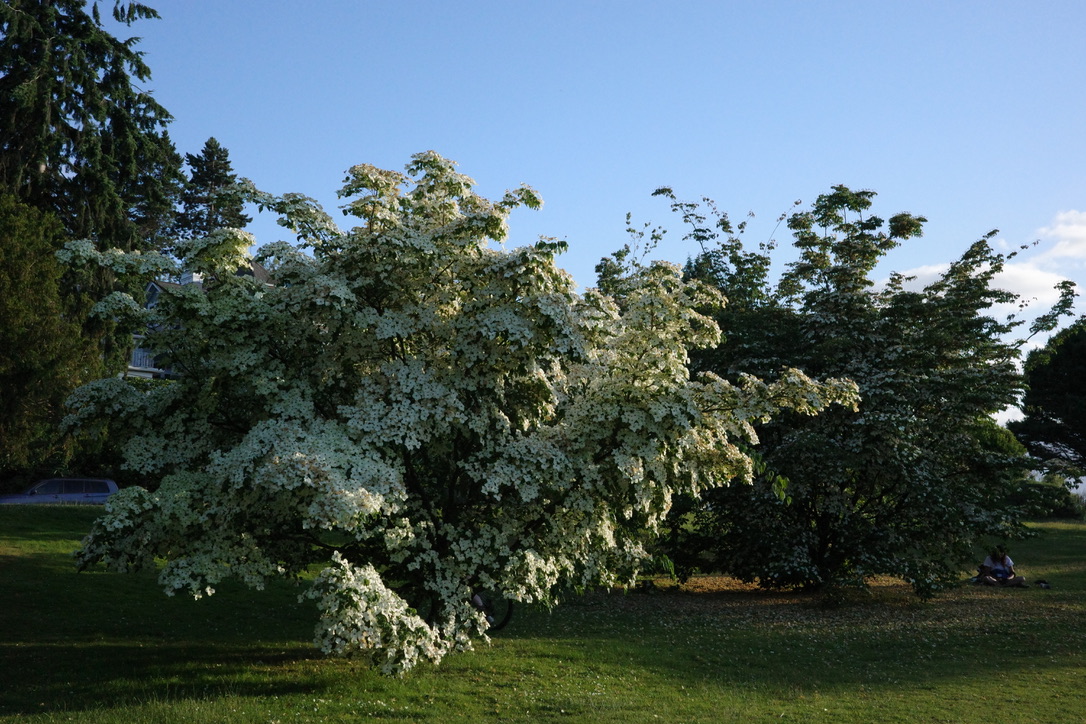 Dogwood trees at Greenlake